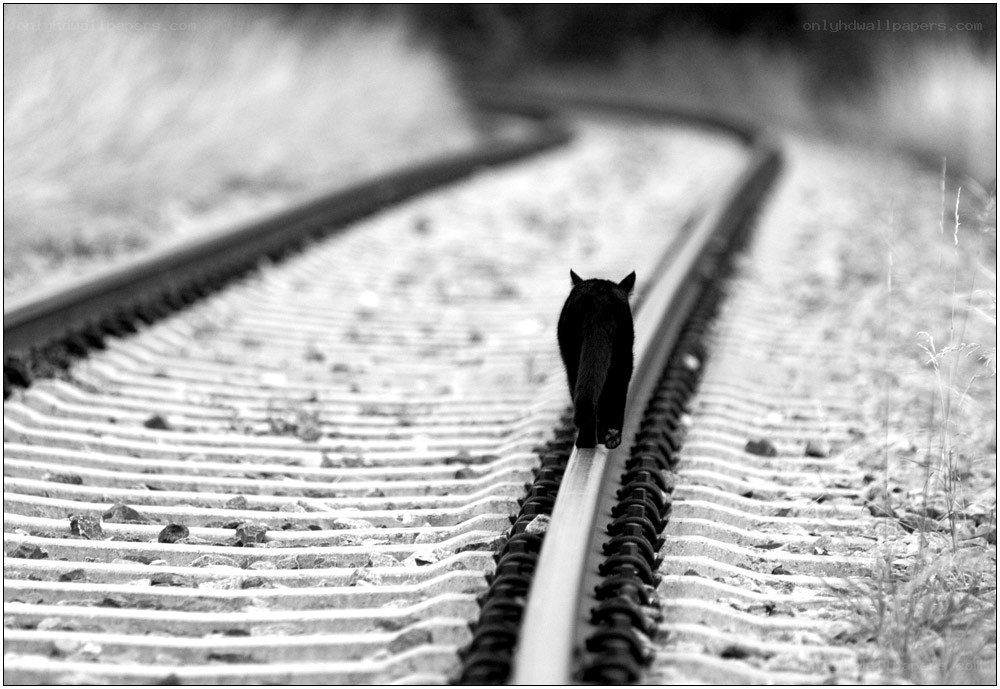 black cat on train tracks