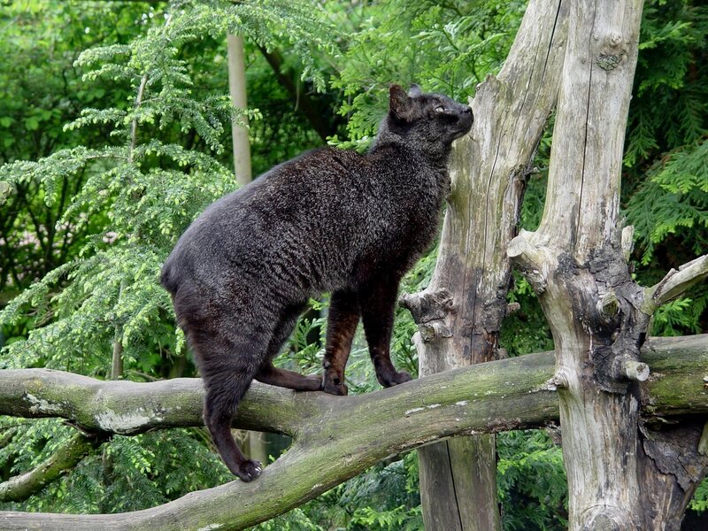 Black Cat on Tree Branch — Green