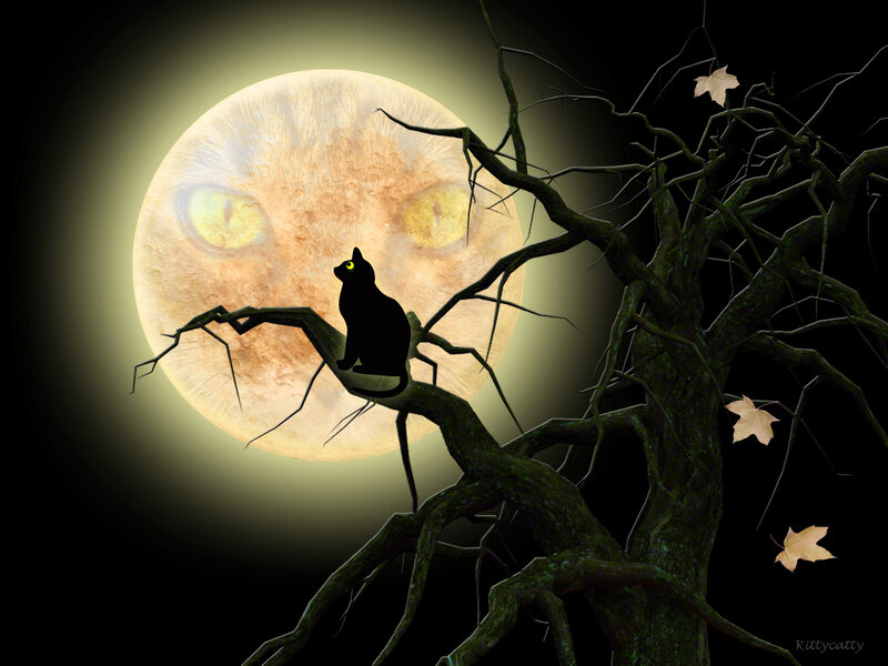 Black Cat on Tree Branch