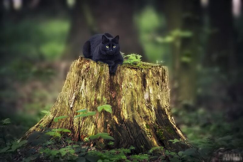 Black Cat on Tree Stump