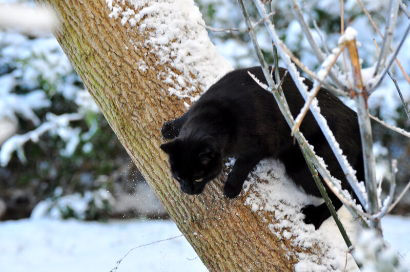 Black Cat on Tree