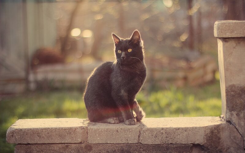 Black Cat on Wall — Calm, Sunset