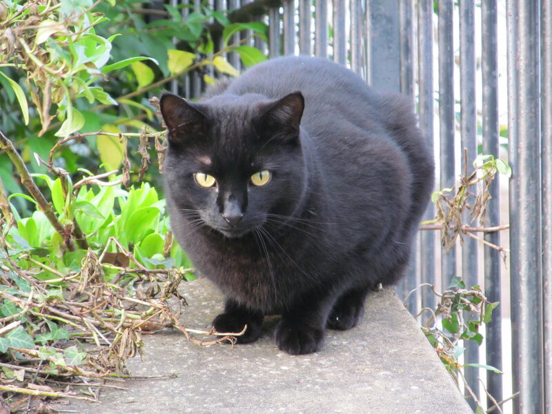 Black Cat on Wall — Calm