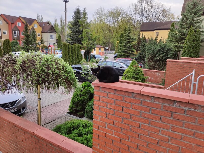 Black Cat on Wall — Red