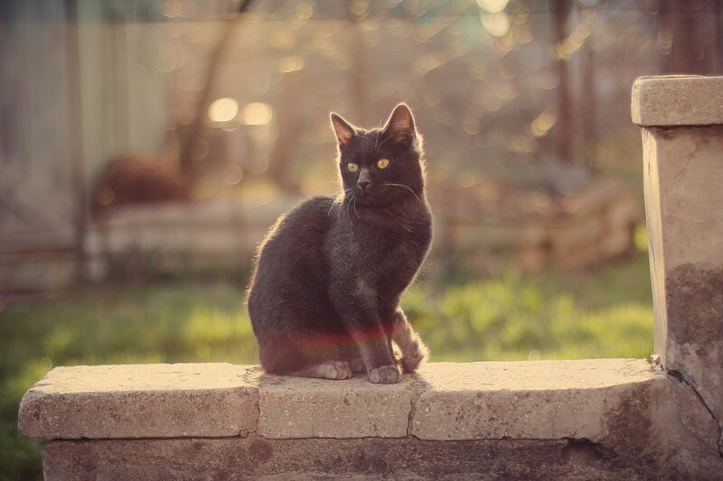 Black Cat on Wall — Serene