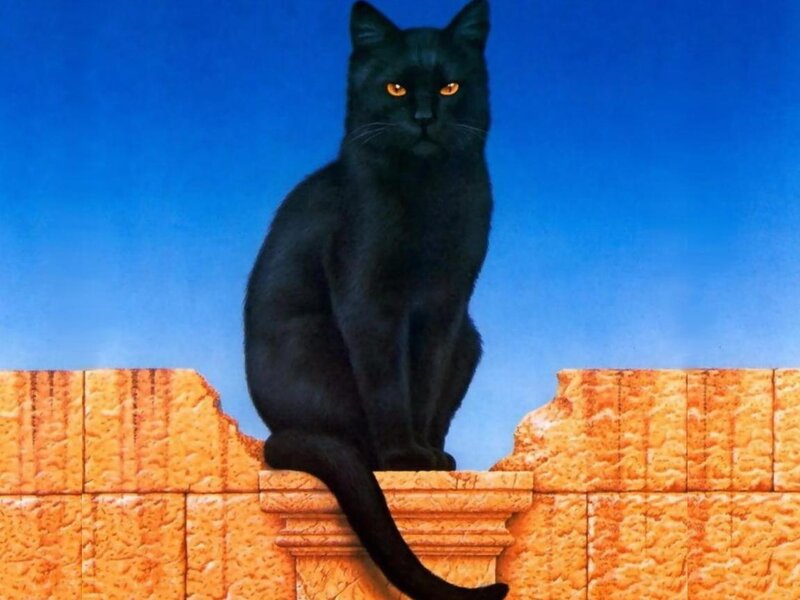 Black Cat on Wall