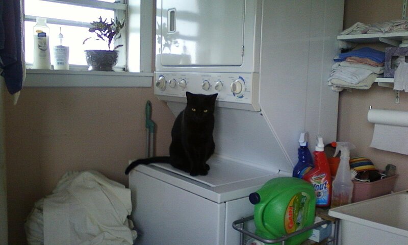 Black Cat on Washer