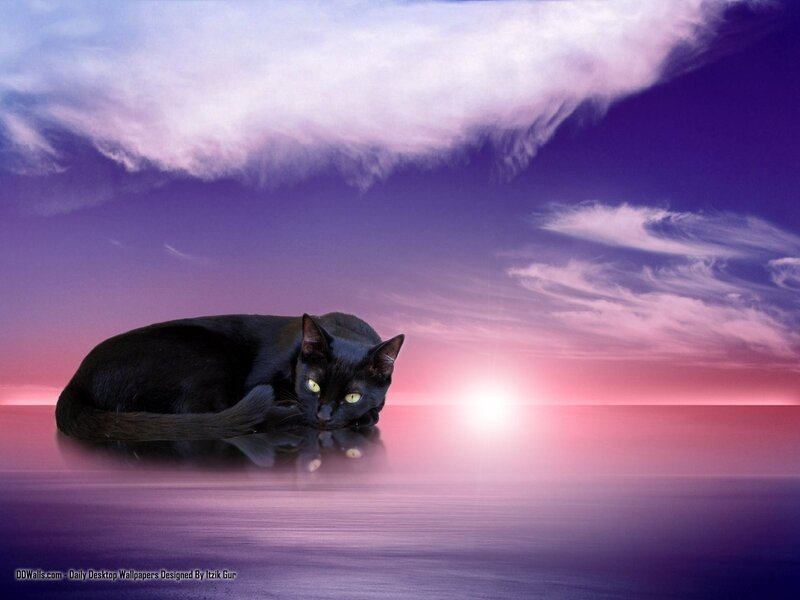 Black Cat on Water — Purple