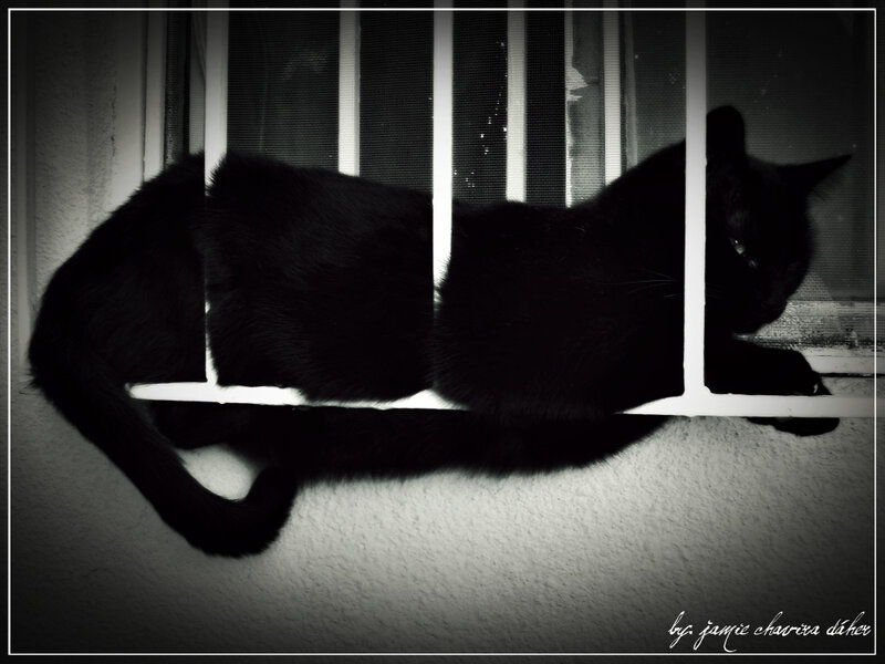Black cat on window bars