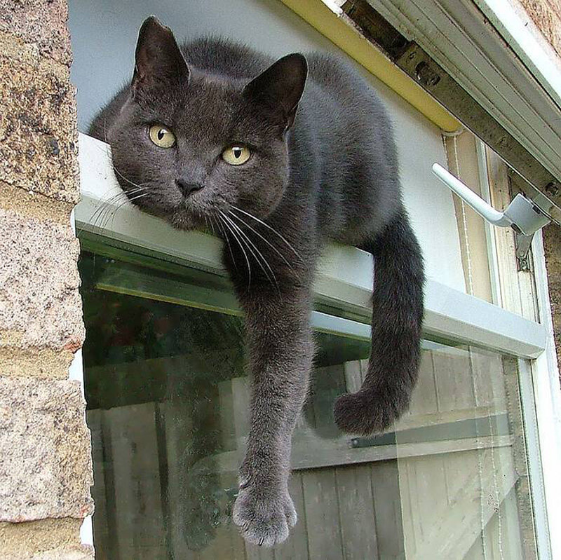 Black Cat on Window