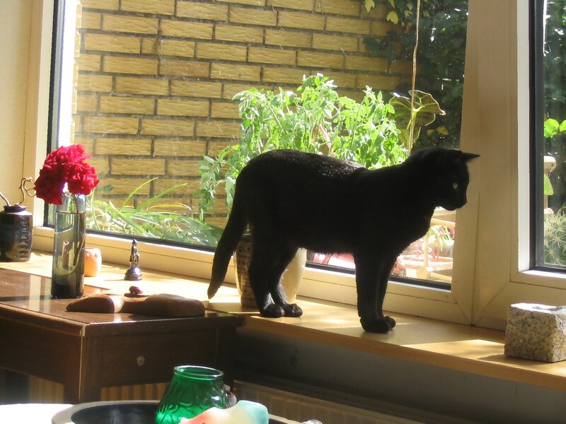 Black Cat on Windowsill — Calm, Afternoon, Photograph