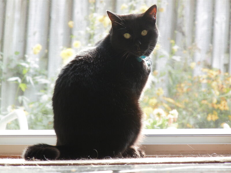 Black Cat on Windowsill — Calm, Afternoon, Photograph, Window Screen