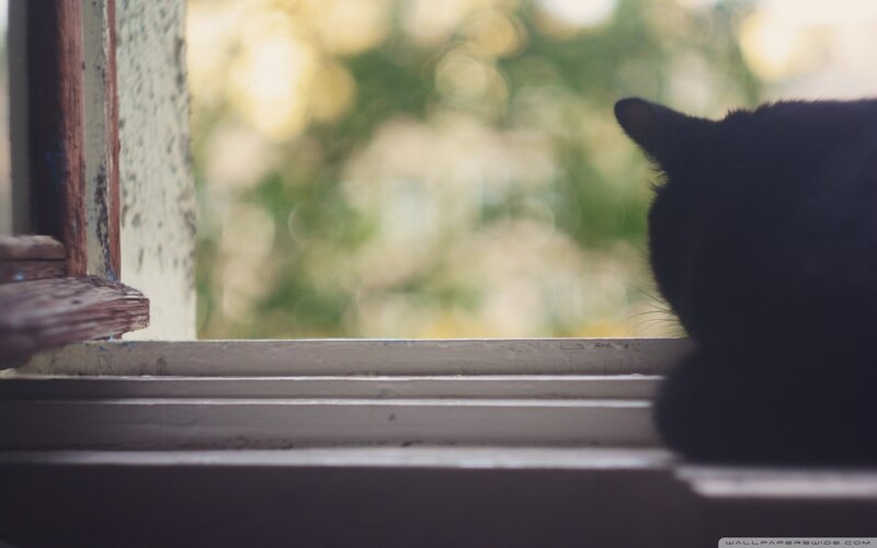 Black Cat on Windowsill — Calm, Afternoon, Photograph, Window