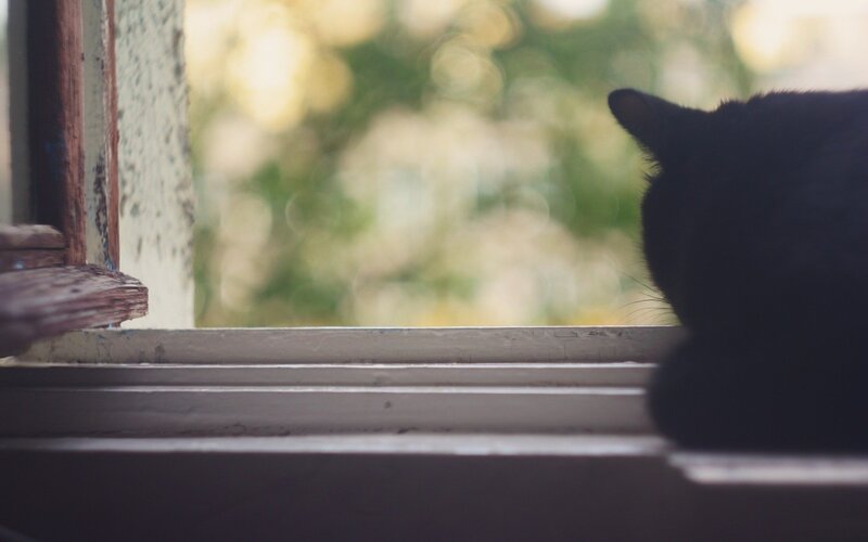 Black Cat on Windowsill — Calm, Afternoon
