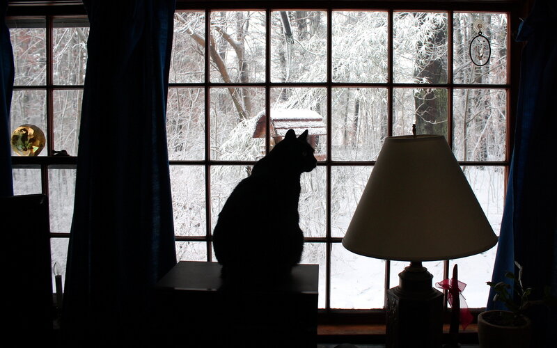 Black Cat on Windowsill — Calm