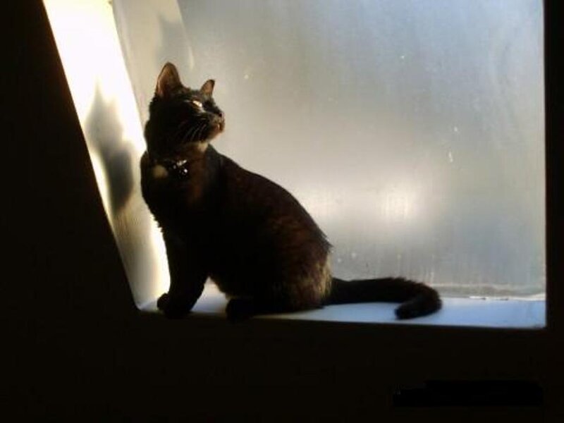 Black Cat on Windowsill — Dramatic, Photograph