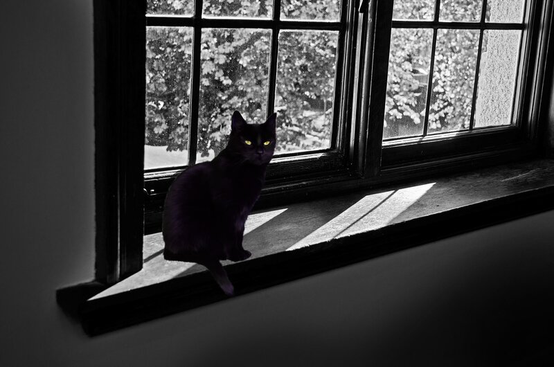 Black Cat on Windowsill — Dramatic