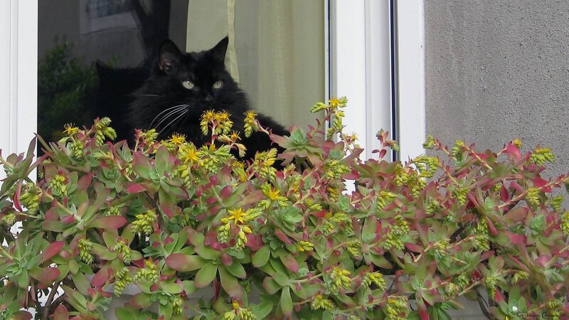 Black Cat on Windowsill — Green