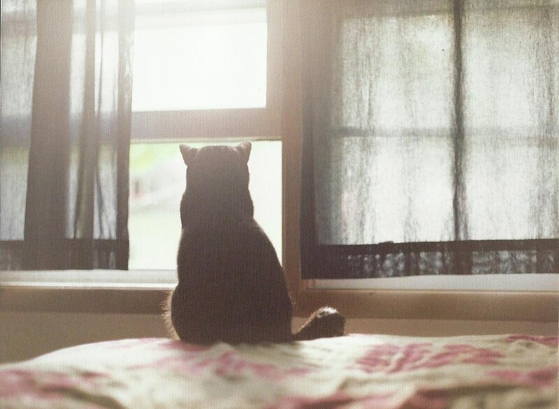 Black Cat on Windowsill — White