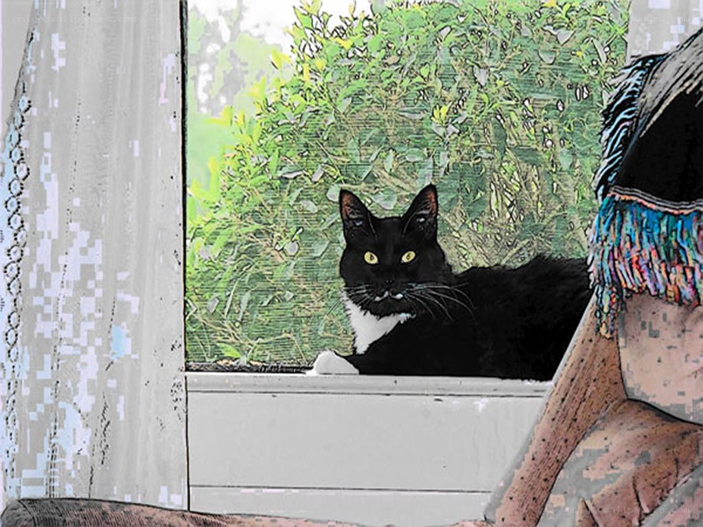 black cat on windowsill