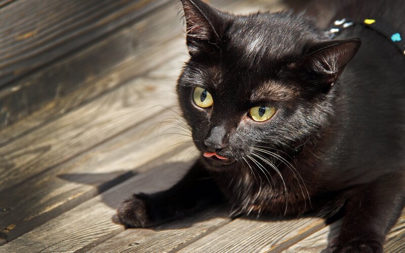Black Cat on Wood — Calm, Afternoon