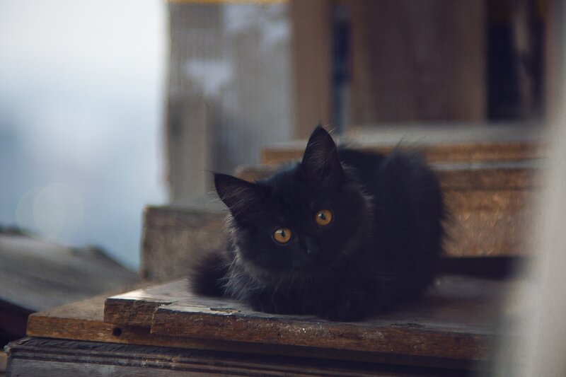 Black Cat on Wood — Calm, Photograph