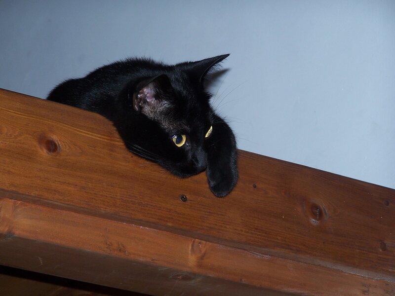 Black Cat on Wood — Calm, Photograph, Wall