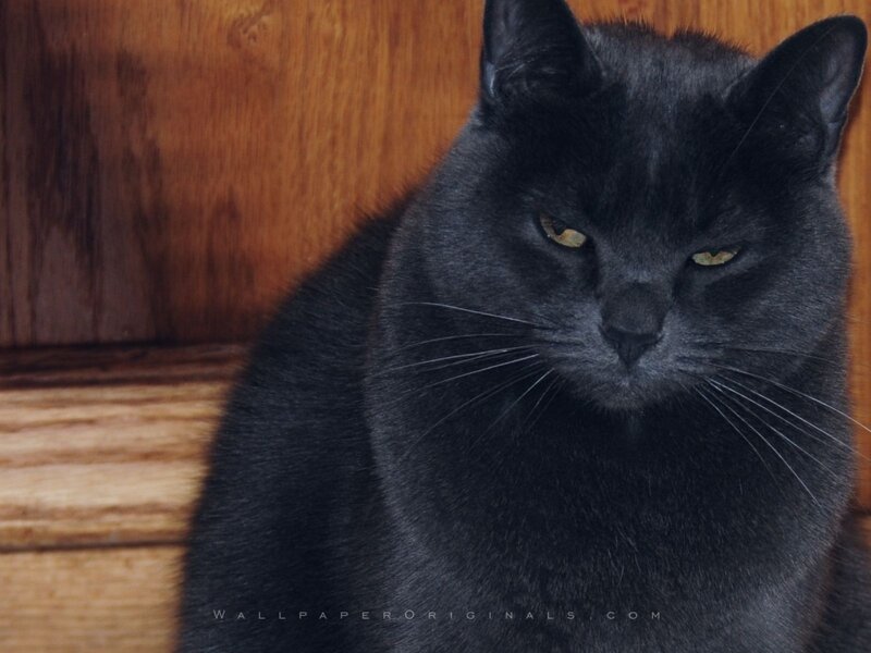 Black Cat on Wood