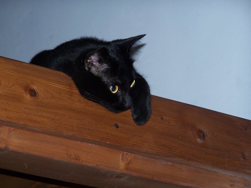 Black cat on wooden beam