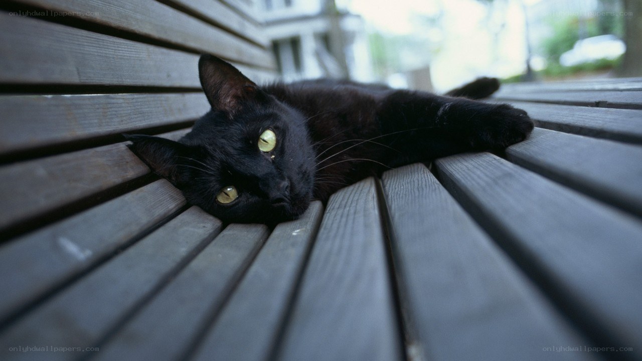 black cat on wooden bench