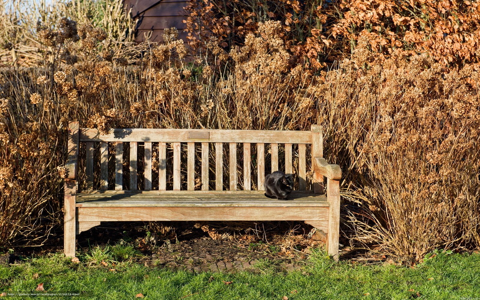 Black cat on wooden bench