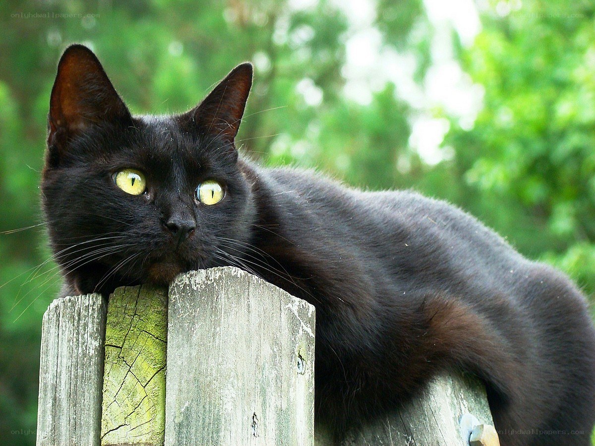 black cat on wooden post