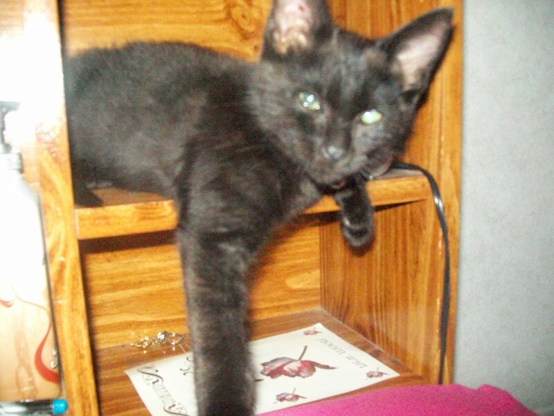 black cat on wooden shelf