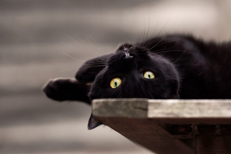 Black Cat on Wooden Surface