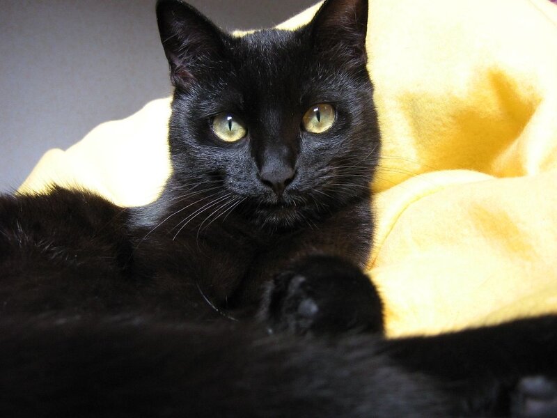 Black Cat on Yellow Blanket