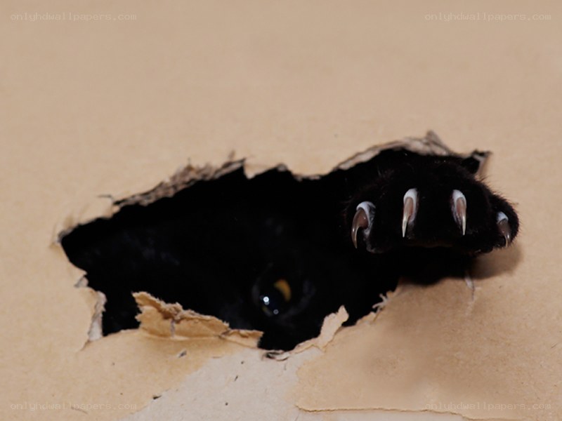 Black cat paw through cardboard