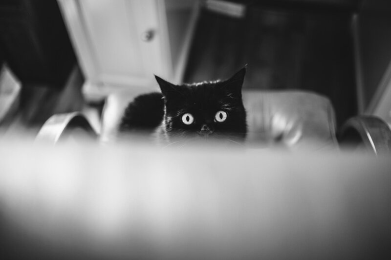 Black Cat Peeking — Curious, Photograph, Chair