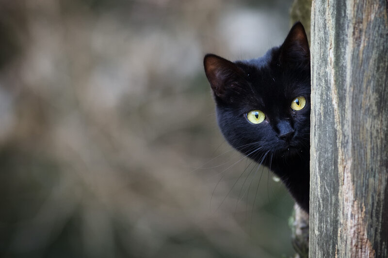 Black Cat Peeking — Curious, Photograph