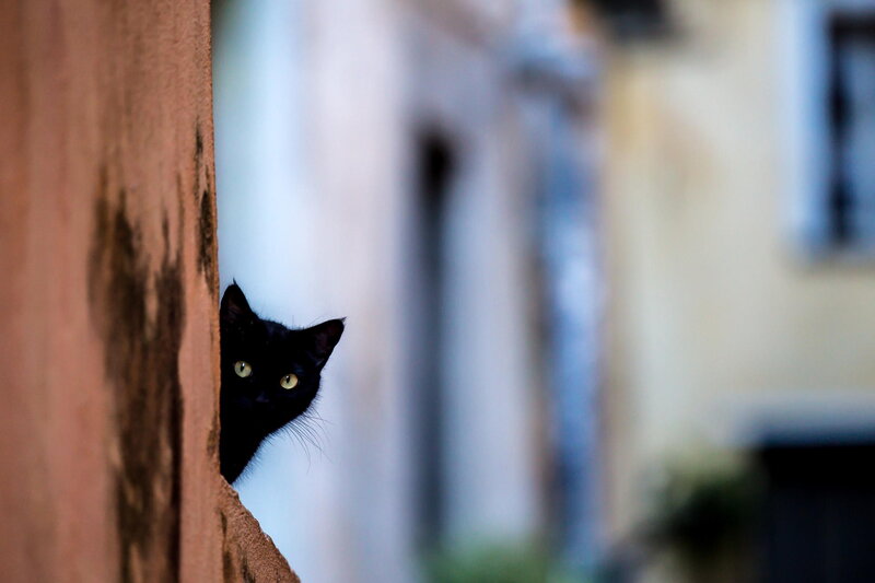 Black Cat Peeking — Curious, Photograph, Wall