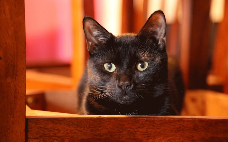 Black Cat Peeking — Curious, Photograph, Wooden Chair