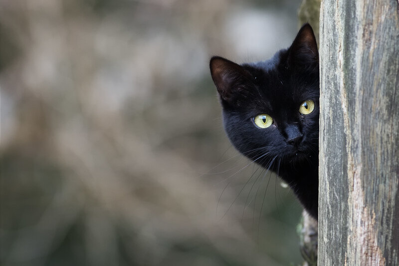 Black Cat Peeking — Curious