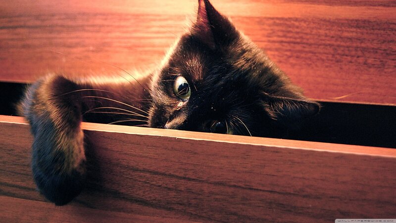 Black Cat Peeking from Drawer — Brown, Curious