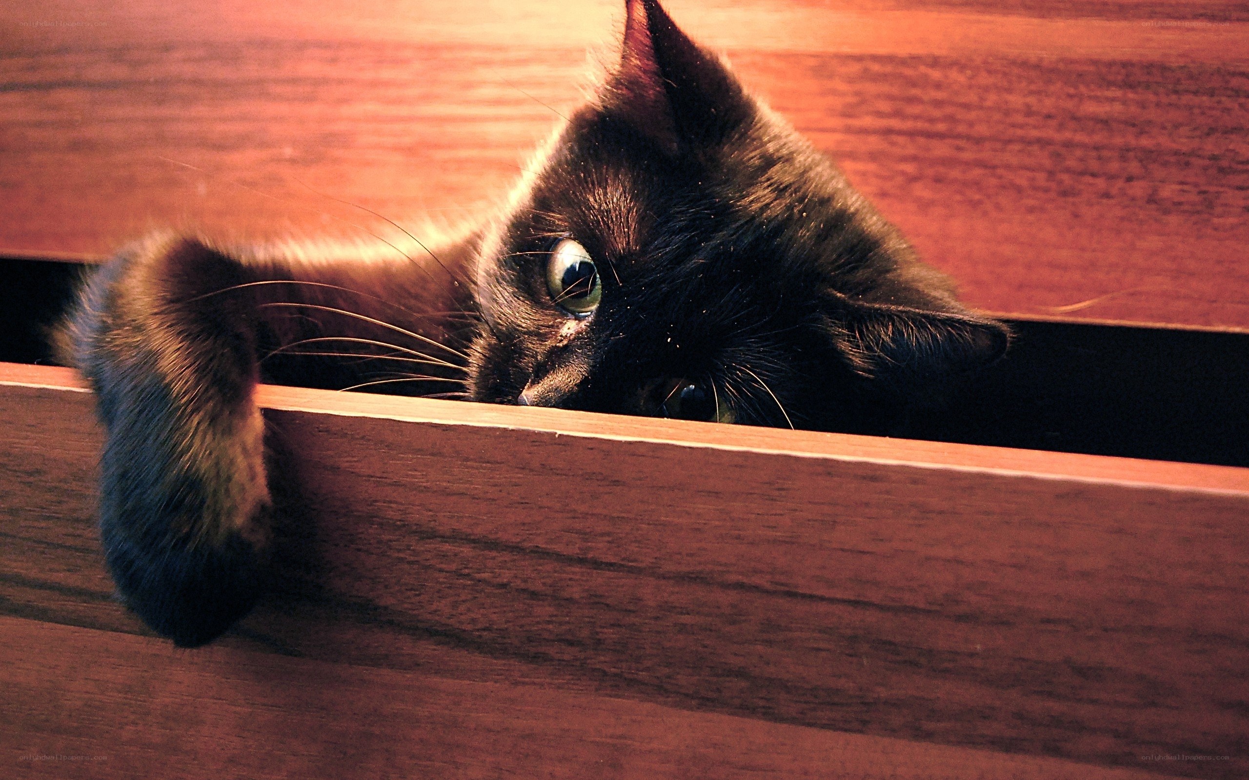 black cat peeking from drawer