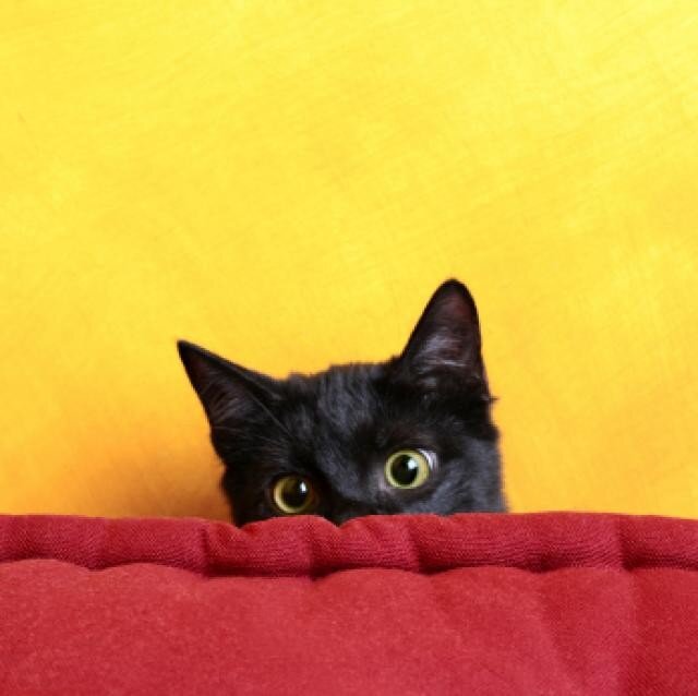 black cat peeking from red blanket