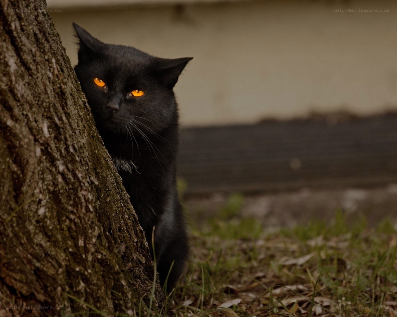 black cat peeking from tree