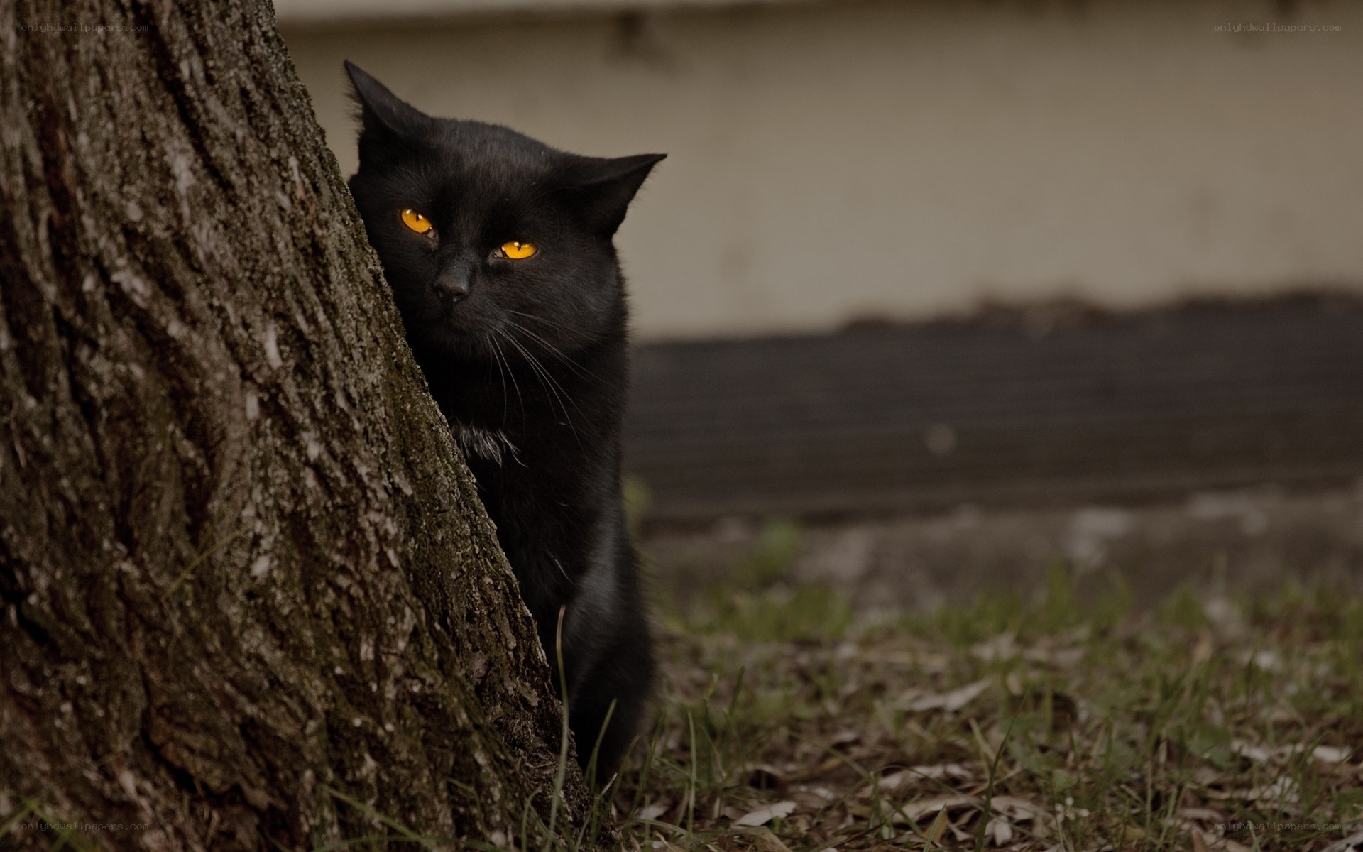 black cat peeking from tree