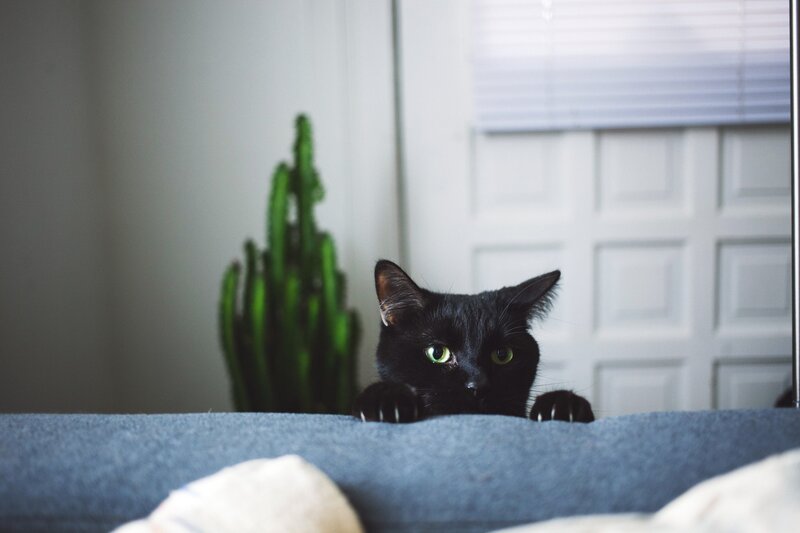 Black Cat Peeking over Couch
