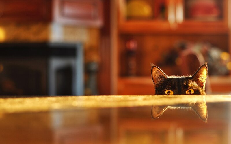 Black Cat Peeking over Counter — Brown