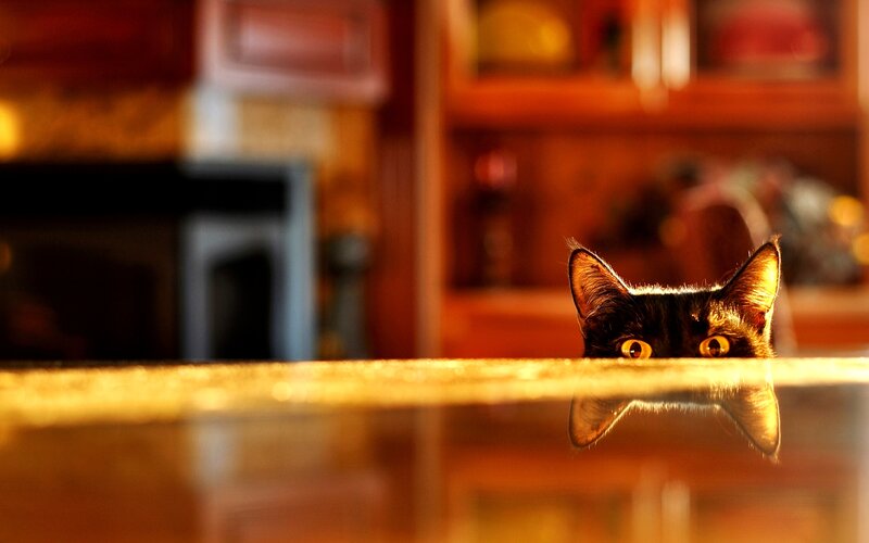 Black Cat Peeking over Counter