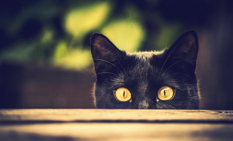Black Cat Peeking over Edge